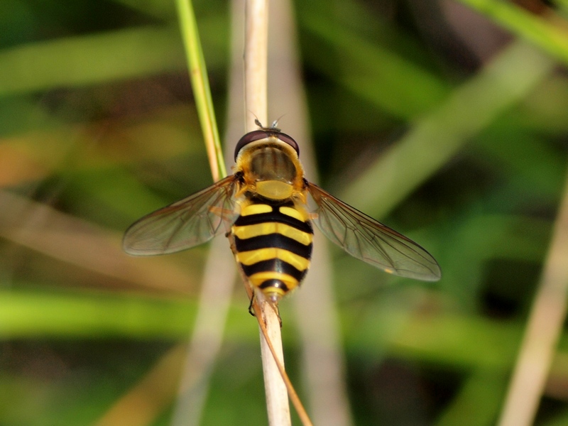 Syrphidae: Syrphus sp.